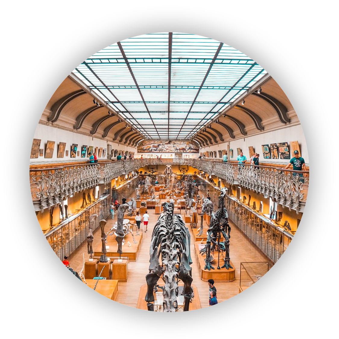 Musée_Histoire_Naturelle_Rond